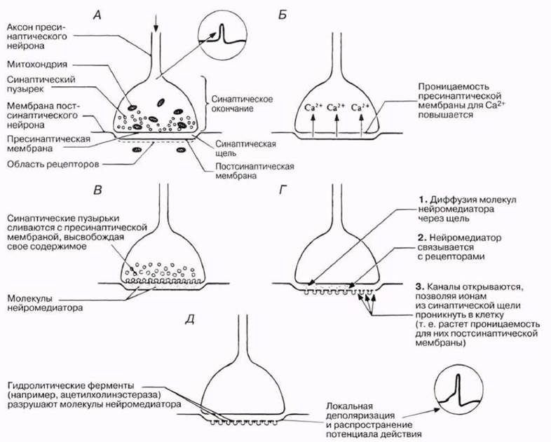 Передача нервного импульса через синапс рисунок