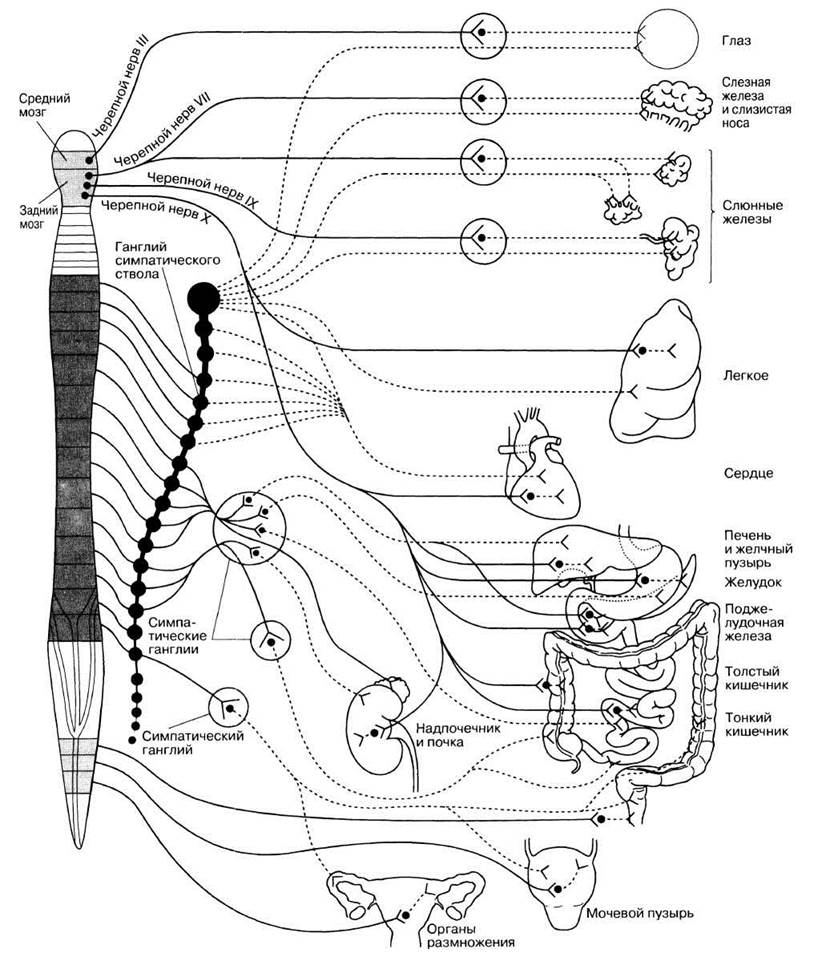 Желчный пузырь парасимпатической нервной системы. Парасимпатическая системы и симпатическая иннервация. Схема строения симпатической нервной системы животных.
