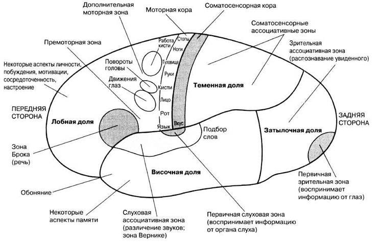 Рассмотрите рисунок обозначьте функции за которые отвечают выделенные зоны полушарий