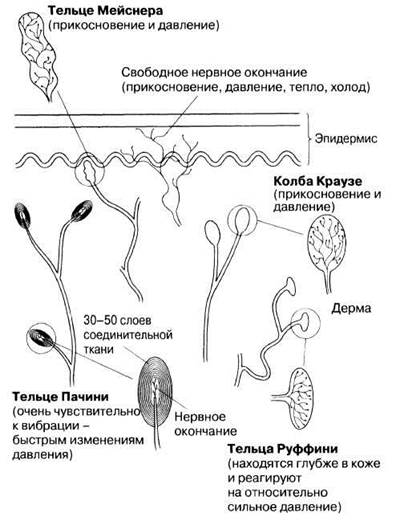 На рисунке изображена реакция механорецепторов на изменения раздражителей на примере телец пачини