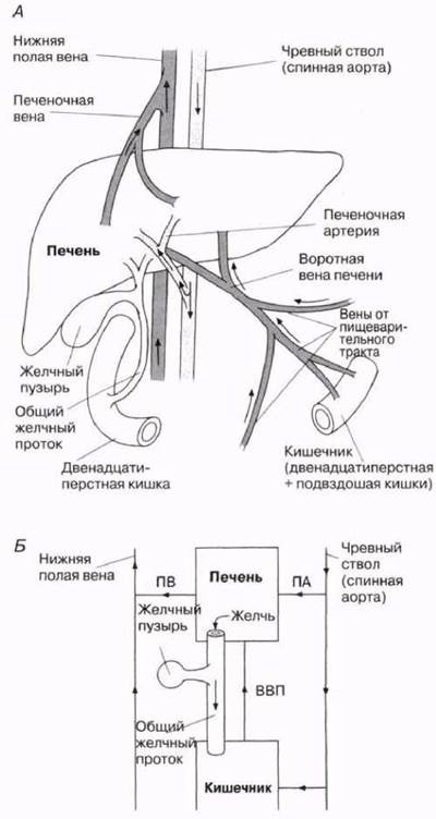 Кровоток печени схема