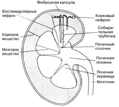 Рисунок почки человека с подписями