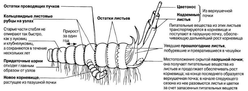 Корневище рисунок с подписями