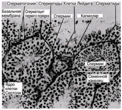 Секреторные гранулы в клетках лейдига кожи аксолотля рисунок