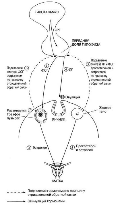 Схема регуляции репродуктивной функции женщины