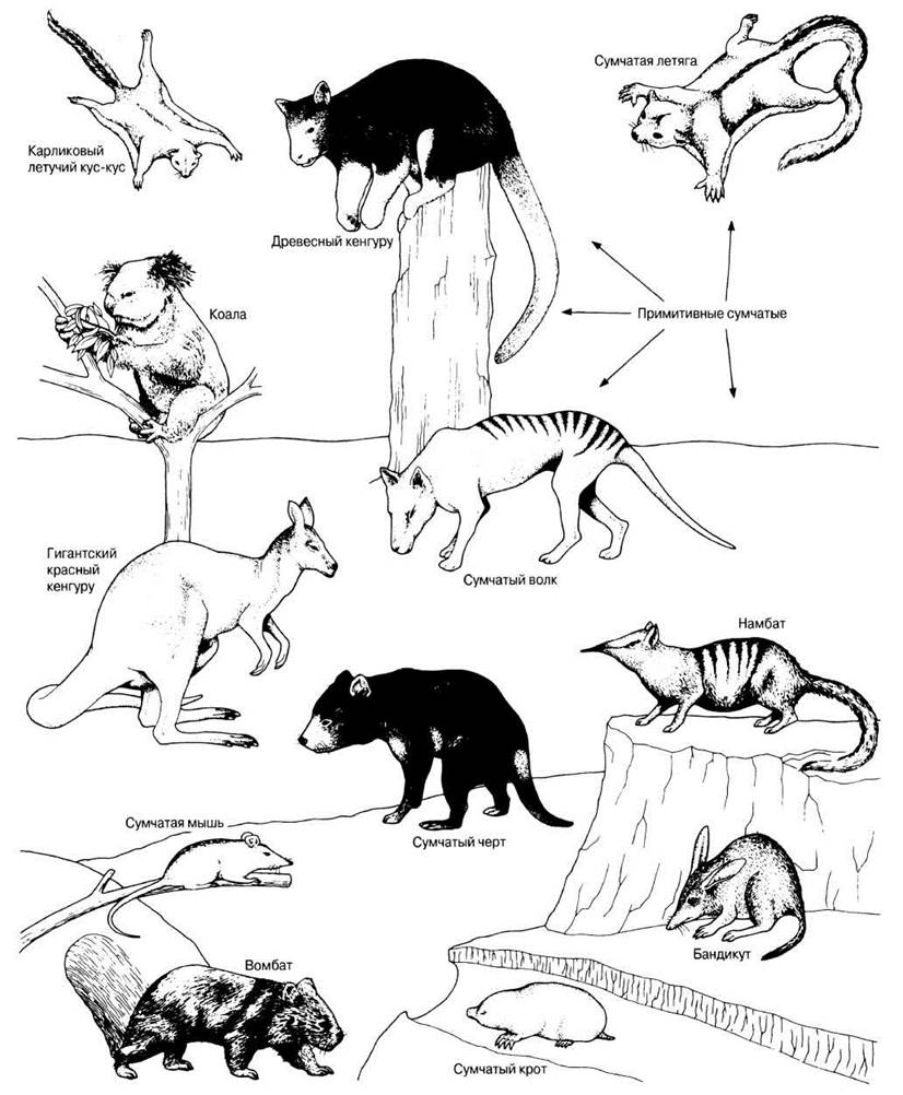 Развитие зверей. Адаптивная радиация млекопитающих. Сумчатые классификация схема. Сумчатые размножение рисунок. Отряд сумчатые распространение.