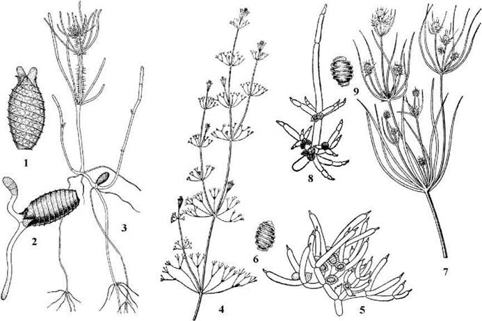 Рассмотрите изображения растений нителла редька дикая. Маргаритка нителла и просо. Нителла редька Дикая Кукушкин лён. Нителла водоросль строение. Нителла строение.