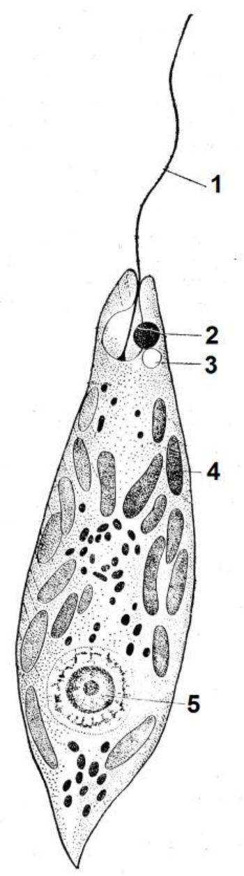 Эвглена зеленая водоросль. Строение строение эвглены зелёной. Строение жгутика эвглены зеленой. Жгутиковые эвглена зеленая. Эвглена под микроскопом строение.