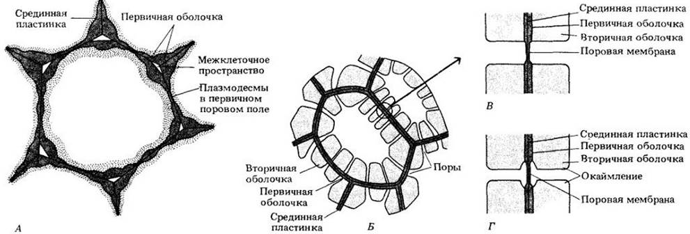 Какая клетка содержит плазмодесмы