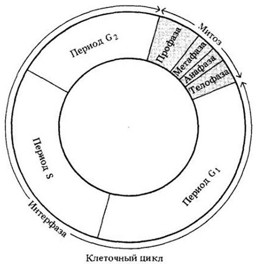 Клеточный цикл схема