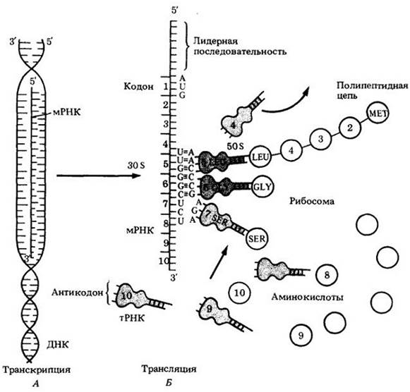 Ферменты транскрипции. Основной фермент транскрипции. Как работают гены. Процессинг и транспорт полипептидных цепей.