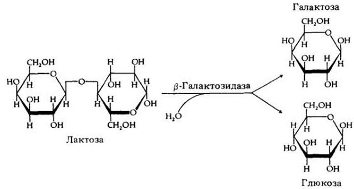 Функциональные группы в молекуле глюкозы. Расщепление лактозы до галактозы и Глюкозы. Бета галактозидаза схема получения. Расщепление лактозы лактазой.