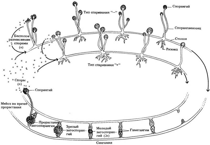 Цикл развития аскомицетов рисунок
