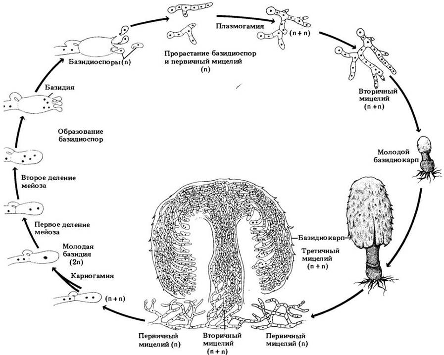 Жизненный цикл грибов схема