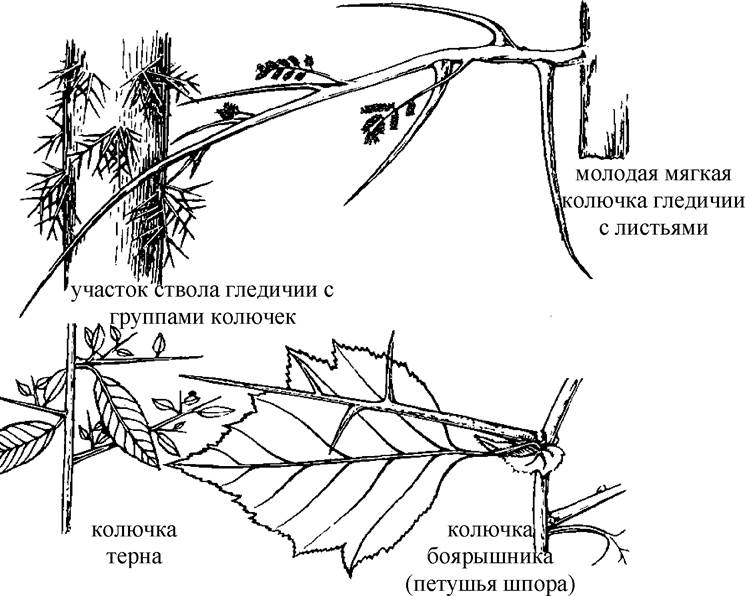 Филлокладии иглицы рисунок