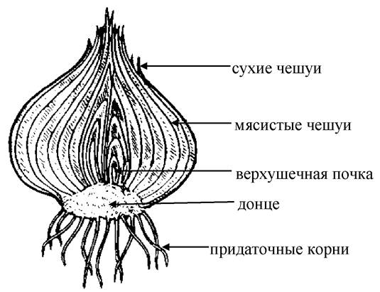 Лук в разрезе рисунок