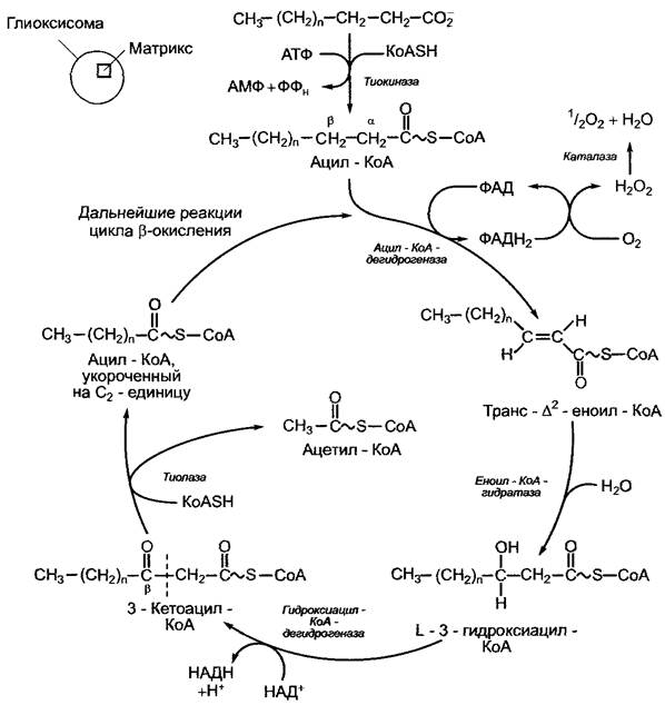 Ацетил коа в митохондриях. Бета окисление жирных кислот 1 цикл. Окисление жирных кислот (β-окисление). Глиоксилатный цикл схема. Бета окисление липидов реакции.