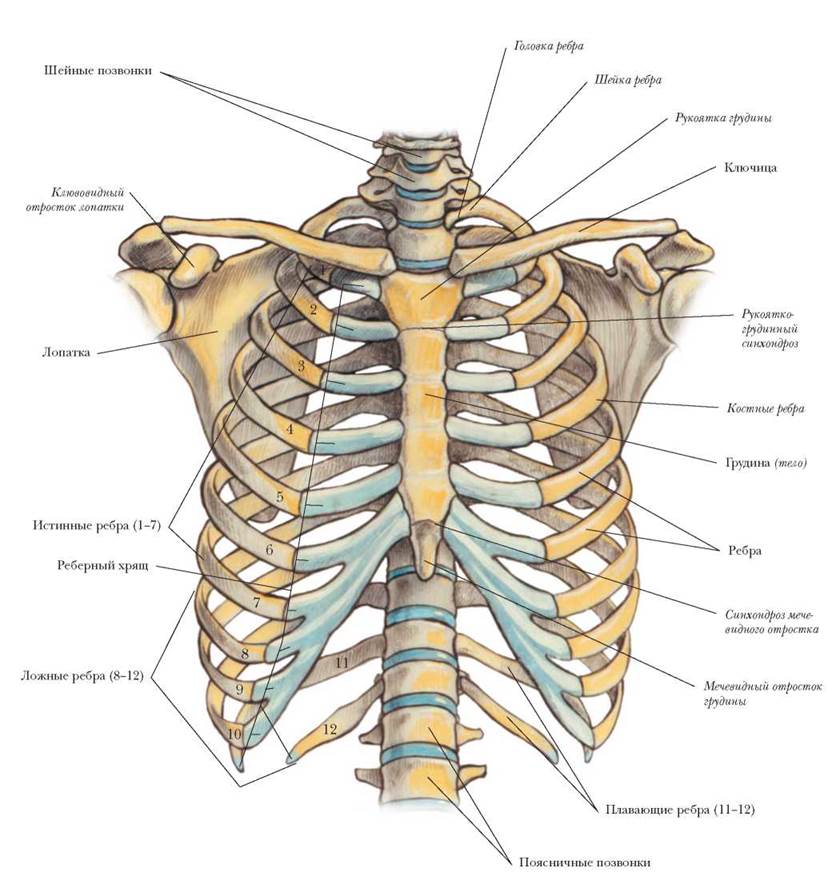 Схема ребер грудной клетки по номерам