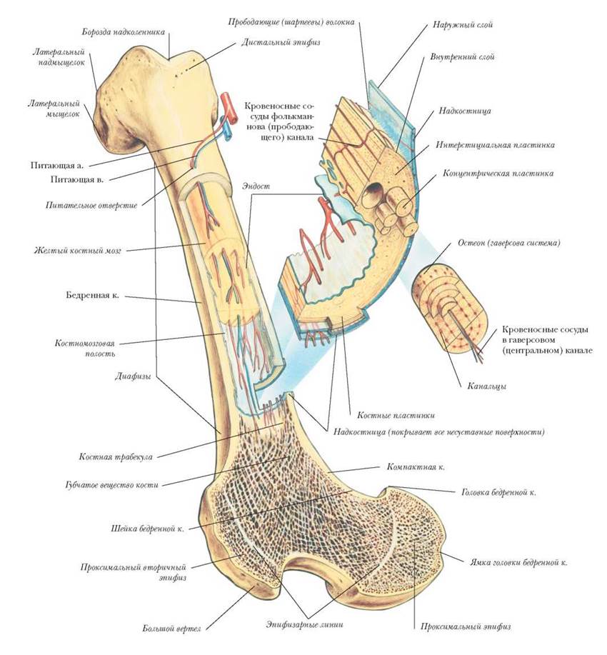 Строение кости как органа рисунок