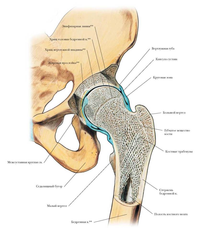 Тазобедренный сустав анатомия строение