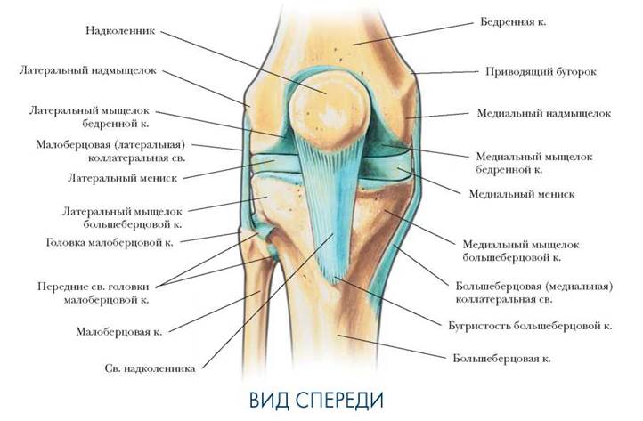 Латеральный вид нижней конечности