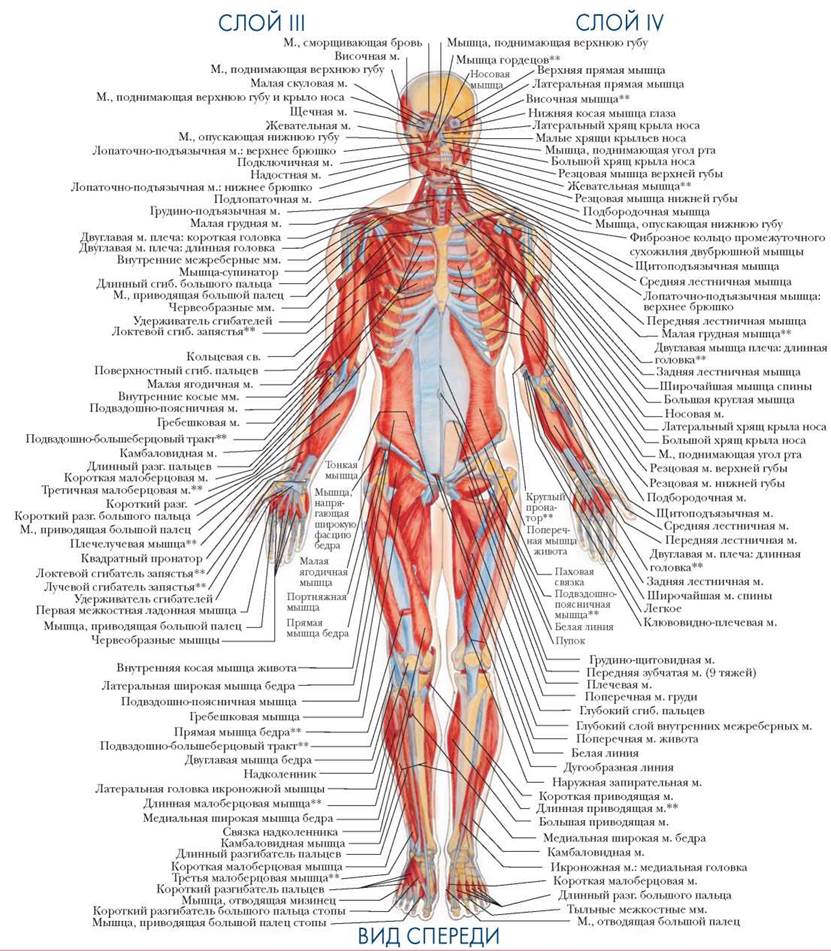 Анатомия человека с описанием картинки