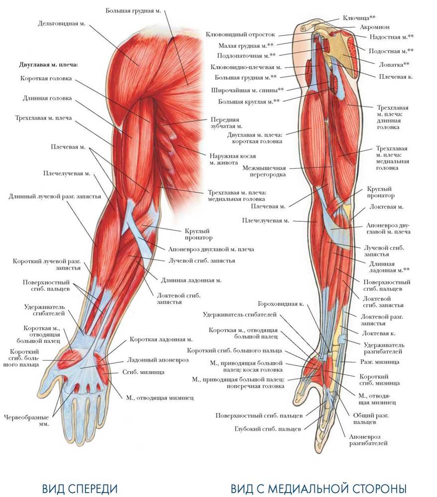 Мышцы руки схема
