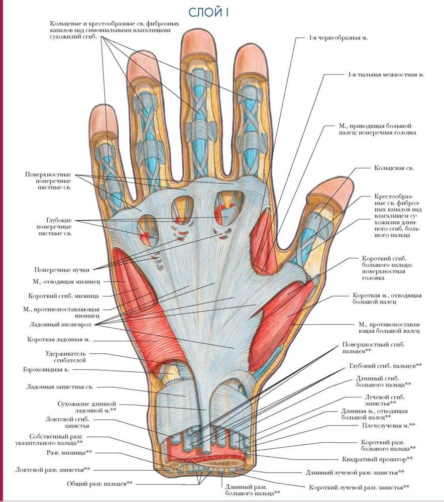 Схема сухожилий кисти руки человека