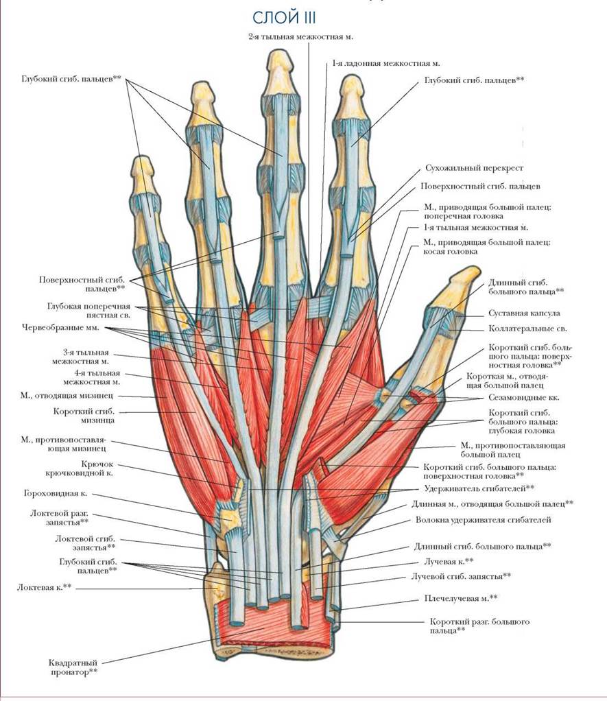 Поверхность запястья. Сухожилия сгибателей пальцев анатомия. Мышцы сгибатели пальцев кисти анатомия. Тыльные межкостные мышцы кисти. Мышцы ладонной поверхности кисти анатомия.