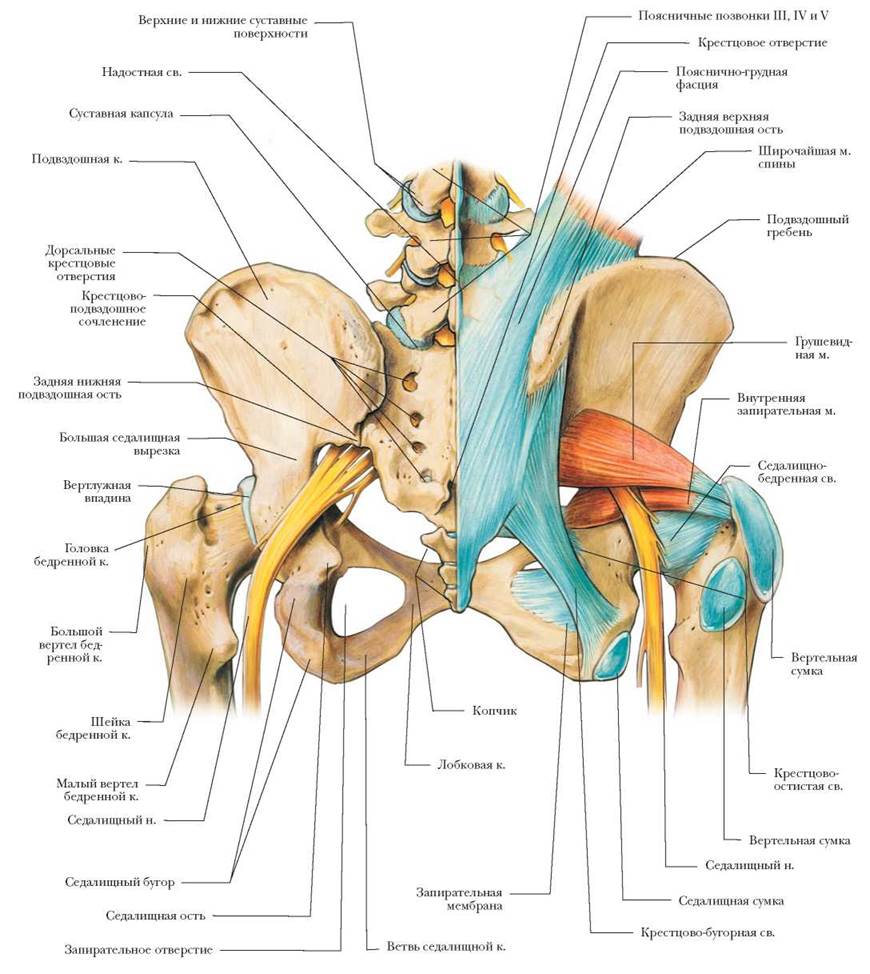 Седалищный нерв картинки анатомия