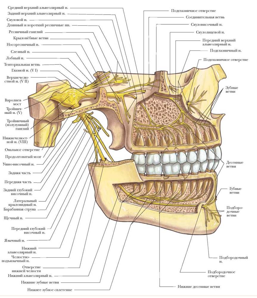 Нервы в зубах схема
