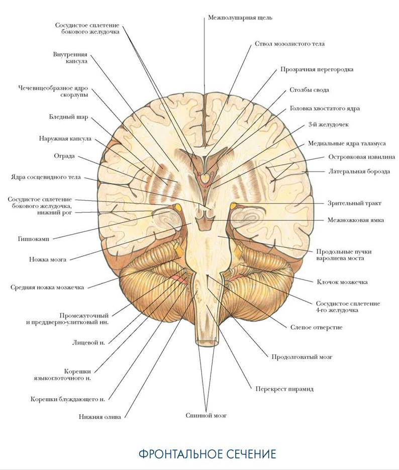 Поперечный разрез головного мозга рисунок с подписями