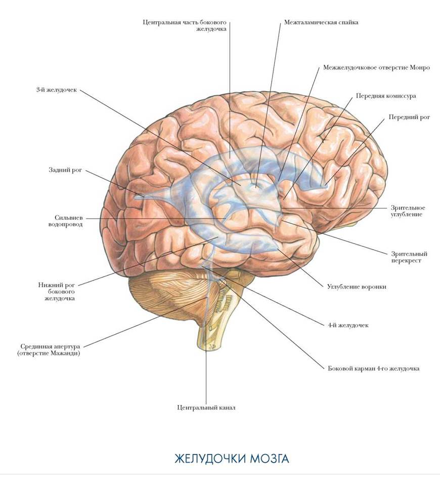 Центральная борозда расположена. Головной мозг сбоку. Головной мозг сбоку анатомия. Головной мозг Сагиттальный разрез атлас. Строение мозга человека доли мозга.