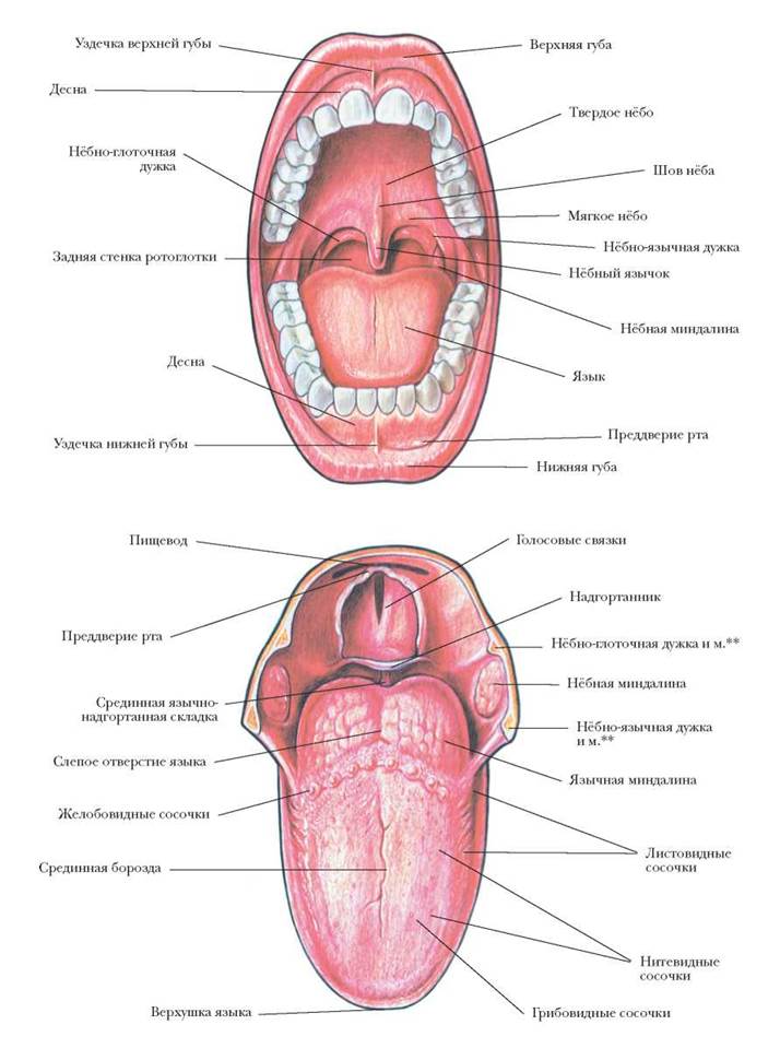 Анатомия языка человека схема