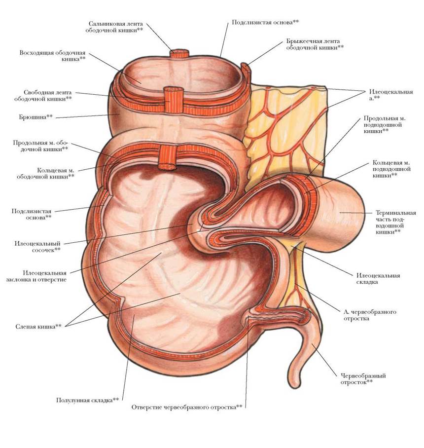 Расположение кишечника у мужчин схема спереди