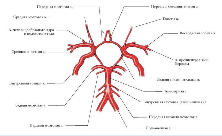 Бассейны кровоснабжения головного мозга кт схема