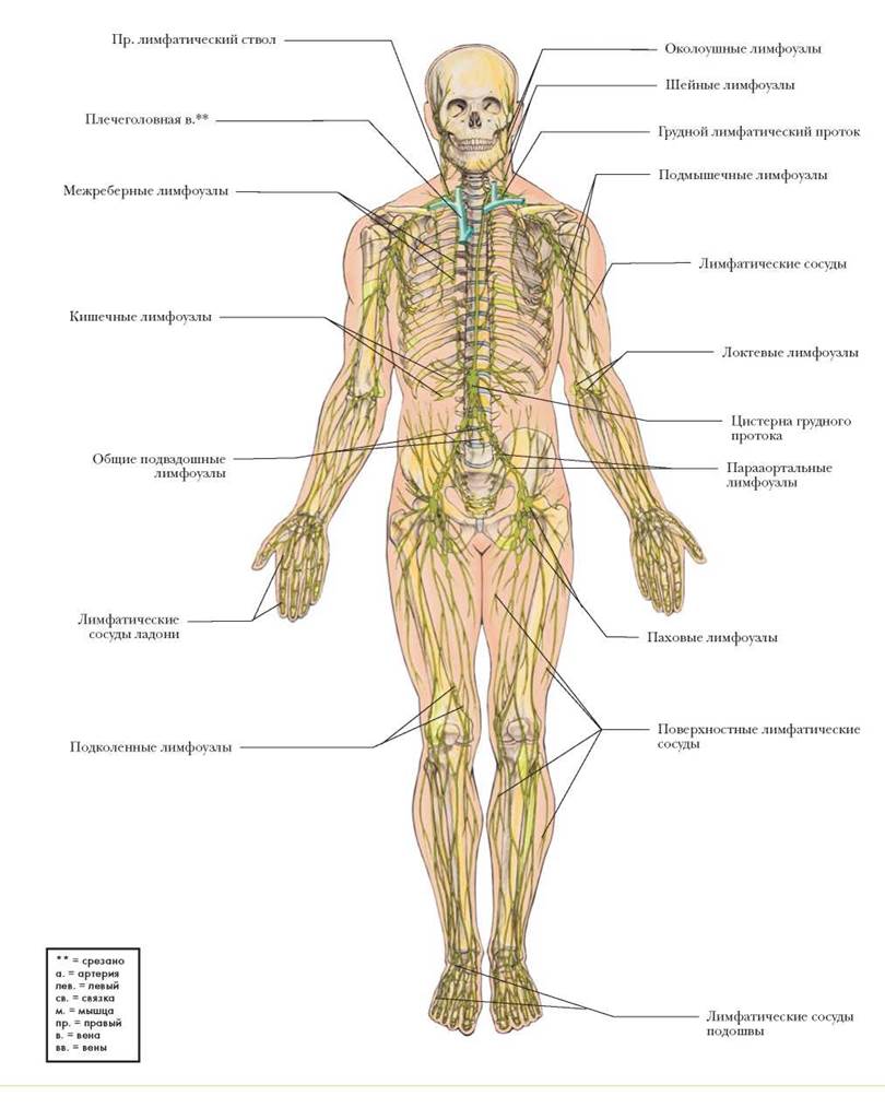 Лимфатическая система человека анатомия фото