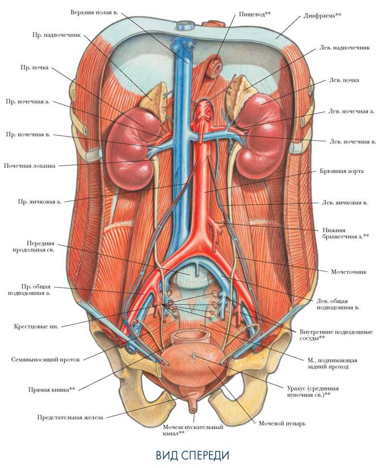 Внутренние органы человека фото с надписями женские спереди