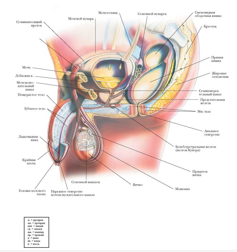 Название мужских и женских органов. Мужская половая система анатомия латынь. Строение мужской репродуктивной системы анатомия. Мужская половая/система анатомия строение. Мужская репродуктивная система вид сбоку.