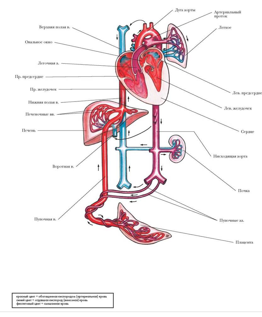 Кровообращение плода картинки