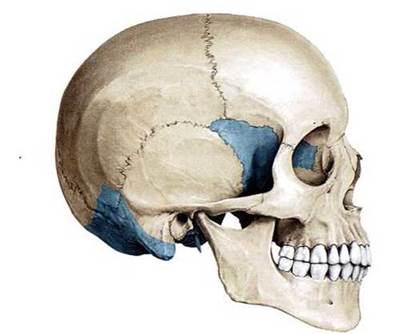 Что такое косой череп