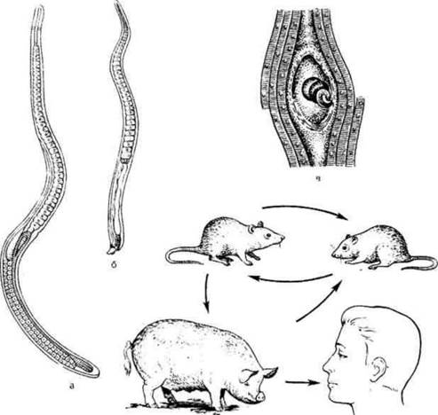 Жизненный цикл трихинеллы спиральной схема