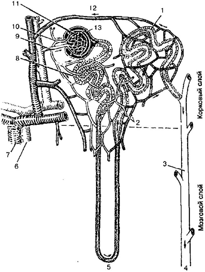 Схема строения нефрона рисунок