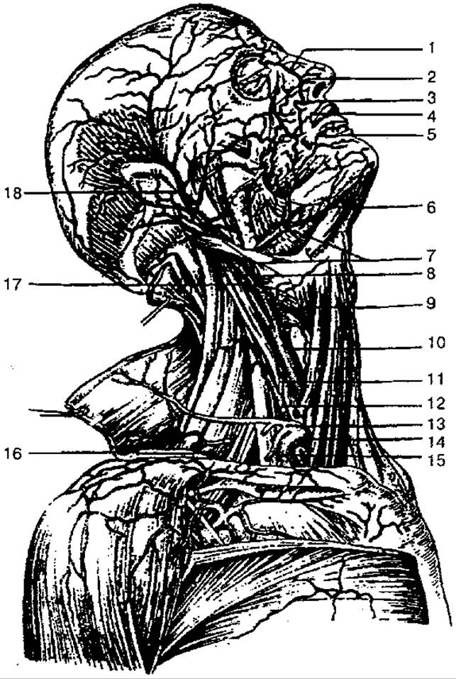 Шейные артерии схема