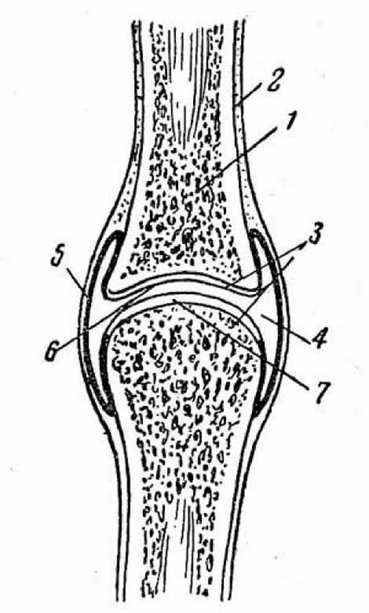 Строение сустава рисунок