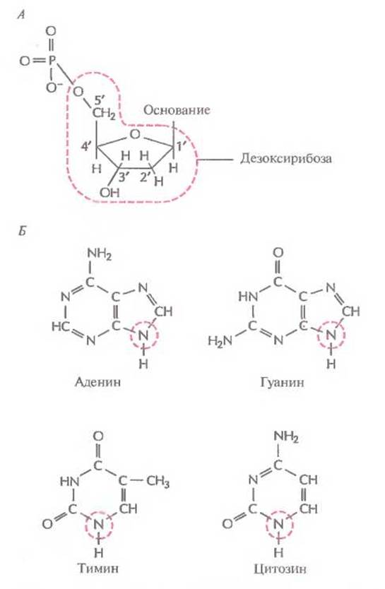 Схема синтеза аденина и гуанина. Гуанин и дезоксирибоза. Аденин дезоксирибоза. Цитозин Тимин структура.