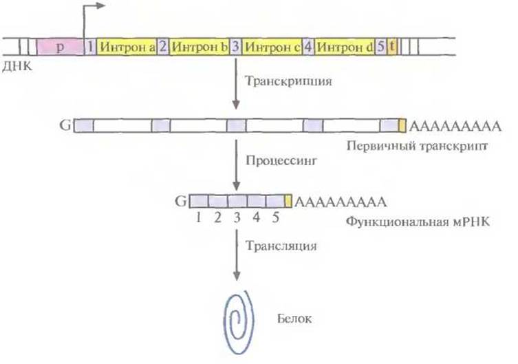 Днк рнк белок схема