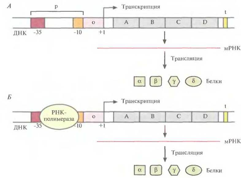 Промотор рнк полимеразы 3. Регуляция транскрипции и трансляции у бактерий. Транскрипция генов. Регуляция транскрипции РНК. Транскрипция Гена.