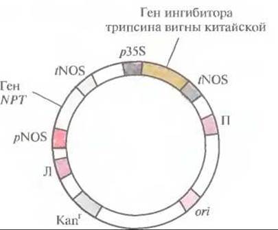 Форма гена. Ген устойчивости к канамицину. Сплайсформы Гена.