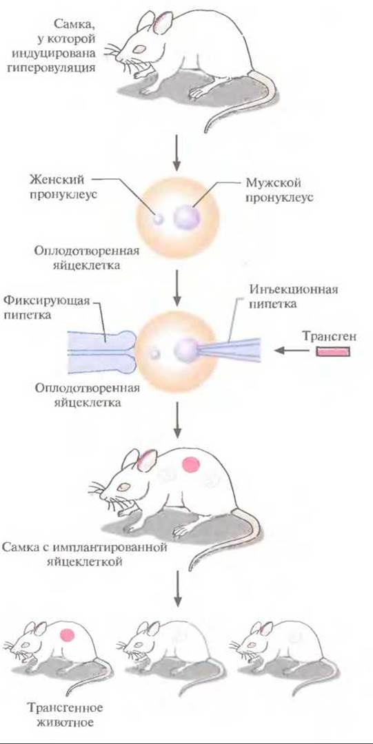 Схема получения трансгенного животного